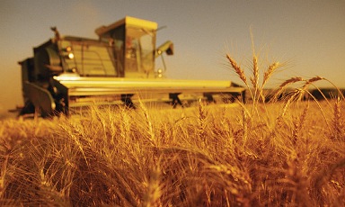 GrainStock.ru: урожай зерна-2012 предположительно составит 71.7 млн.тонн в чистом виде