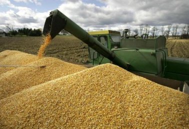 GrainStock.ru: в первый день зерновых интервенций 23.10.2012г зерно будут реализовать элеваторы Алтайского края