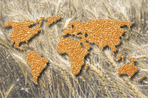 GrainStock.ru: экспорт зерновых в 2012г