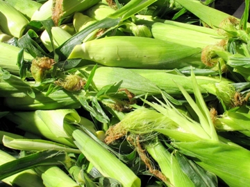 продам кукурузу, зерно кукурузы, кукуруза фуражная