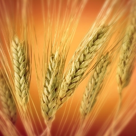 пшеница цена, купить пшеницу, цена на пшеницу на сегодня, зерно пшеницы, куплю зерно пшеницы, куплю пшеницу фуражную, семя пшеницы